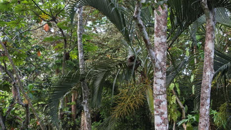 Von-Oben:-Faultier-Entspannt-Sich-In-Einem-Baum-In-Costa-Rica.