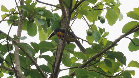 Vibrant-toucan-rests-on-a-lush-tree-branch.