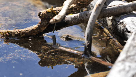 Frosch-Unter-Toten-Ästen-In-Einem-Teich-Frankreich