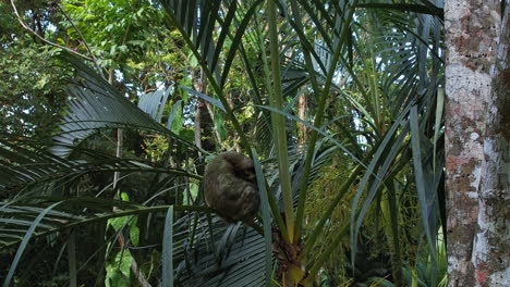 Overhead-glimpse-of-a-serene-sloth-in-Costa-Rican-rainforest.