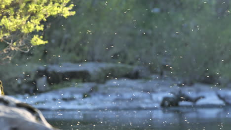 Insekten-Fliegen-über-Wasser,-Fluss-Herault,-Frankreich