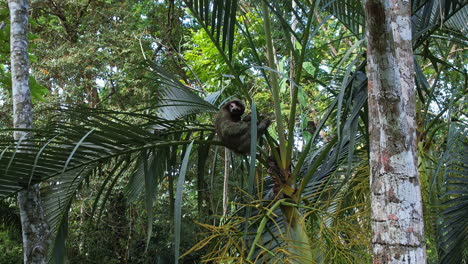 Vogelperspektive:-Faultier-Inmitten-Der-Farbenprächtigen-Vegetation-Costa-Ricas.