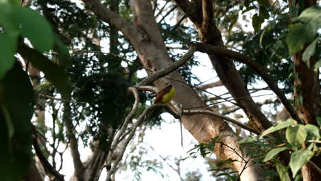 Exotic-bird-alert:-Social-Flycatcher-in-its-habitat!