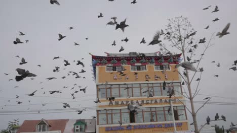 Beautiful-slowmotion-of-pigeons-flying-with-monastery-in-background-mongolia