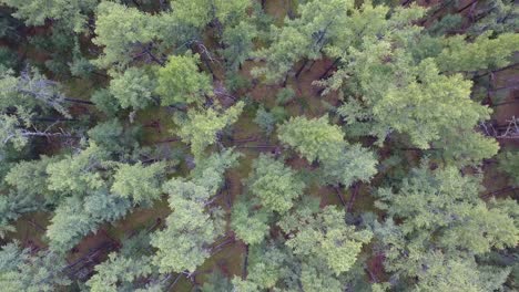 Aerial-drone-shot-over-north-mongolian-forest-Zoom-put-top-view