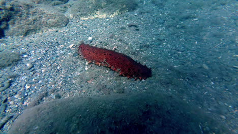 Close-up-shot-of-Cotton-spinner-or-tubular-sea-cucumber-resting-on-the-sea-floor