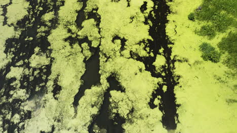 Flying-Over-Marshland-With-Green-Layer-Of-Algae-In-Trempealeau-National-Wildlife-Refuge,-Wisconsin,-USA---drone-shot