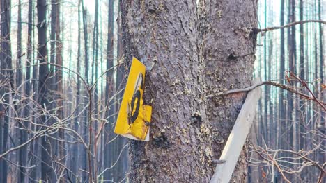 Numbered-Yellow-Marking-On-Tree-Trunk-Partially-Burned-By-Wildfire-In-The-Forest