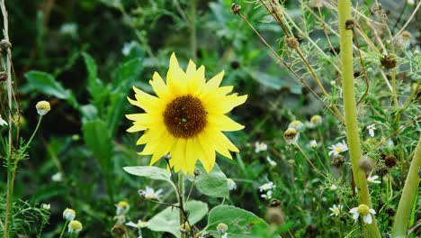 Yellow-sunflower-in-the-wind