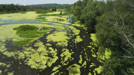 Wetlands-With-Green-Algae-In-Trempealeau-National-Wildlife-Refuge-In-Wisconsin,-USA---drone-shot
