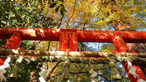 Otoño-Dorado-En-Japón,-Hermosa-Puerta-Torii-Roja-Del-Sintoísmo-En-Un-Bosque-Tranquilo-En-Otoño