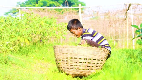 Junger-Kinderarbeiter-Sammelt-Gras-In-Einem-Geflochtenen-Korb-In-Bangladesch-Im-Sonnigen-Garten