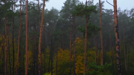 Herbstwald-An-Einem-Nebligen-Morgen-Mit-Gelben-Und-Grünen-Farben,-Filmischer-Fortschritt