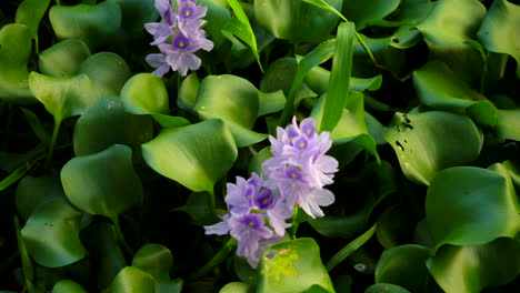 Wasserhyazinthe-Nahaufnahme-Einer-Blume