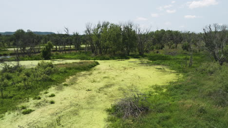 Üppige-Grüne-Algenblüten-Auf-Der-Feuchtgebietsoberfläche-In-Trempealeau,-Wisconsin