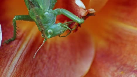 A-close-up-macro-shot-of-a-green-great-grasshopper-feeding-itself-in-the-calyx-of-an-orange-flower