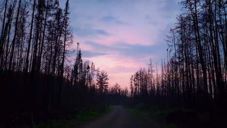 Silhouetten-Von-Waldbäumen-Vor-Violettem-Sonnenuntergangshimmel