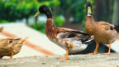 Stockenten-Laufen-Auf-Der-Bodenoberfläche-Und-Einheimische-Enten-In-Bangladesch-Und-Indien