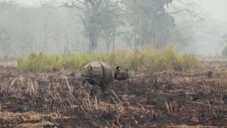 Rhino-Rhinoceros-walking-around-in-foggy-landscape-scenery,-bird-landing-on-back-of-Rhino