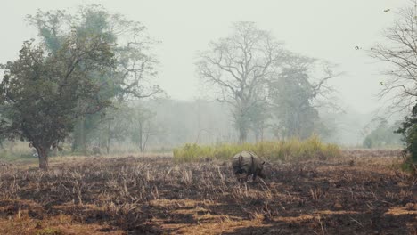 Rhino-Rhinoceros-in-moody-foggy-misty-landscape-scenery-with-dry-grass-and-trees-wandering-around