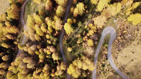Orangefarbene-Herbstwaldbäume-Aus-Der-Luft-Am-Berghang-Mit-Wanderweg-In-Den-Alpen,-Blick-Von-Oben-Nach-Unten