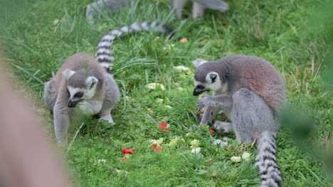 Captivated-lemurs-are-fed-with-fresh-vegetables-in-Zoo,-eating-from-meadow-grass