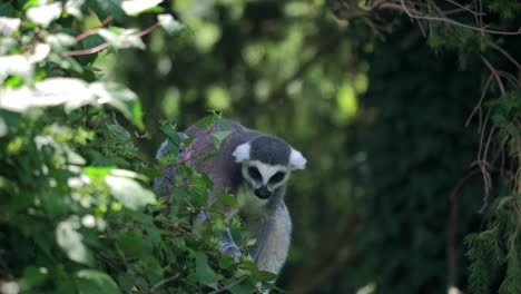 Telephoto-view-of-wild-hungry-Lemur,-Lemuroidea,-eats-green-leaves-in-the-forest