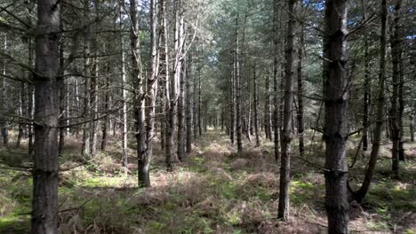 Densos-árboles-Del-Bosque-De-Rendlesham-En-Suffolk,-Inglaterra,-Vuelo-Aéreo