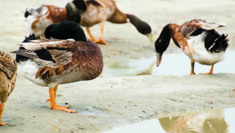 A-herd-of-Mallard-ducks-found-in-India-and-Bangladesh-Itching-their-feathers-during-the-daytime-on-the-bank-of-a-river