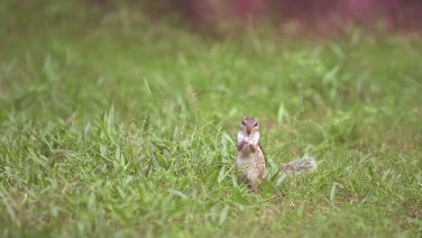 Eichhörnchen-Sitzt-Auf-Gras-Und-Frisst-Gras
