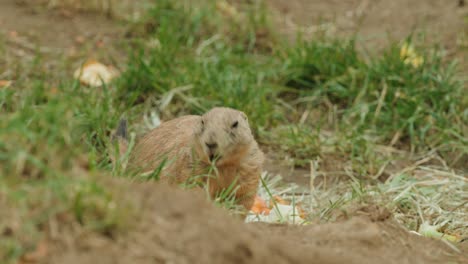 Cute-Groundhog-eating-grass-in-the-wild