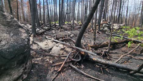Cambio-Climático:-Bosque-Recuperándose-De-Un-Incendio-Forestal