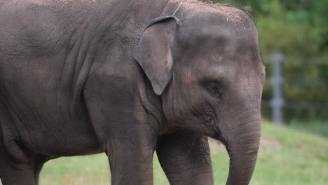 Sad-asian-elephant,-captured-in-zoo,-eats-straw-with-trunk,-close-up-tilt-up