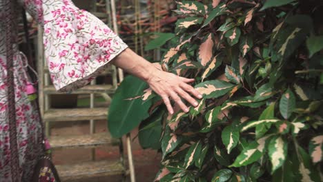 An-unidentifiable-Indian-woman-engages-in-a-tactile-connection-with-vibrant-green-plant-leaves,-using-her-hands-to-explore-nature's-beauty-in-Panaji,-Goa,-India-on-31-08-2023