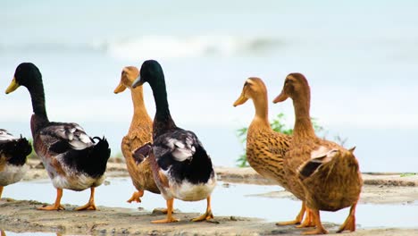 Flock-Of-Endemic-Domestic-Ducks-In-Bangladesh-Rural-Farm