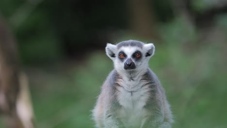 Telephoto-cute-adorable-sad-lemur-looking-into-camera,-wilderness-forest