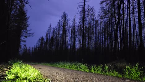 Lightning-Flickers-Across-the-Sky-with-a-Dirt-Path-in-a-Dark-Forest-on-Foreground