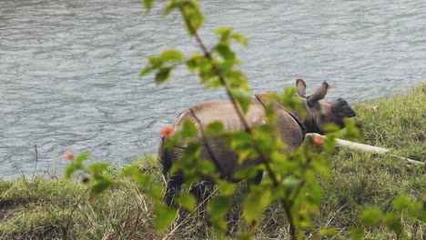 Rhino-Rhinocerose-ating-green-leaves-in-foggy-landscape-scenery,-river-flowing-in-background