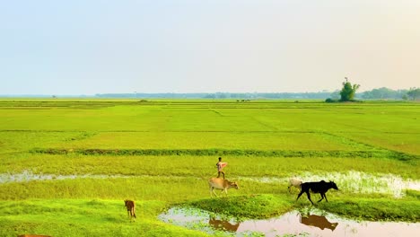 Beautiful-rural-green-field-in-Bangladesh,-South-East-Asia,-Establish-Shot-from-train