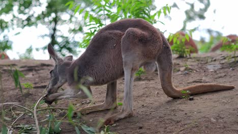 Close-up-Australian-kangaroo-nibbles-on-fresh-foliage,-wild-animal-eating