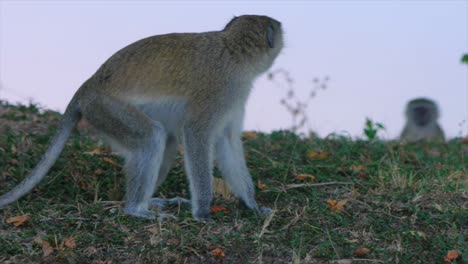 Alert-and-relaxed-vervet-monkey-by-the-Kafue-River,-Zambia