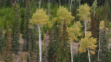 Golden-Autumn-Leaves-of-Trembling-Aspen-Trees-in-a-Mixed-Forest-Along-the-Coquihalla-Highway,-British-Columbia:-A-Captivating-70mm-Drone-Zoom-Shot