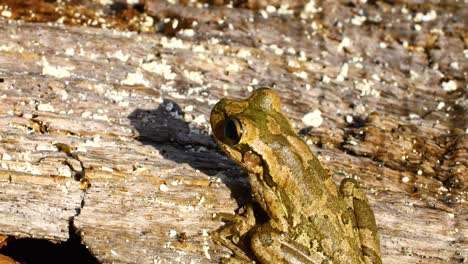 Static-shot-of-a-Cuban-Treefrog-Osteopilus-septentrionalis-on-the-ground