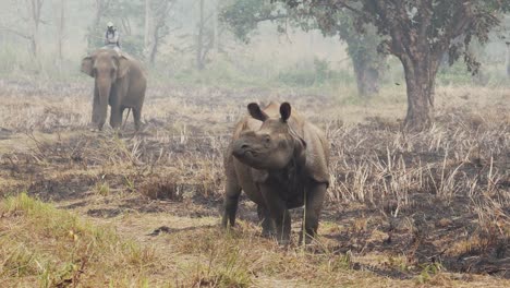 Rhino-Rhinoceros-lookng-around-in-foggy-landscape-scenery,-man-on-elephant-in-background