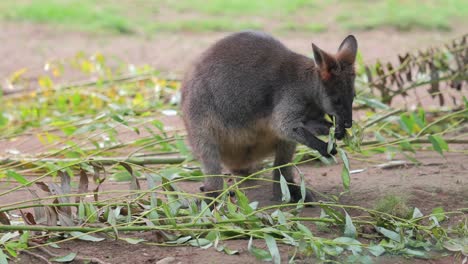 Young-brown-Australian-kangaroo-eats-fresh-leaves-on-dirt-ground,-telephoto
