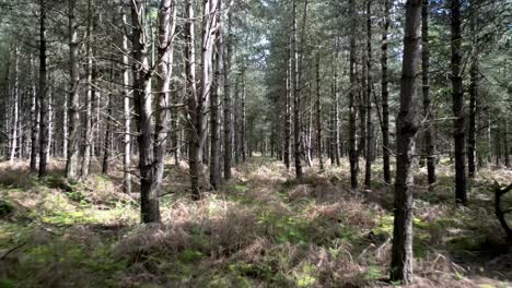 Mysterious-Rendlesham-Forest-with-Dense-Trees,-Aerial