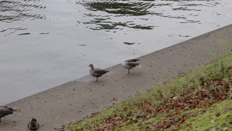 Hand-held-shot-of-ducks-walking-along-the-side-of-the-river-in-York