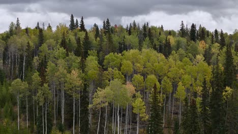 Trembling-Aspen-Canopy-Adorned-with-Yellow-Leaves-Dancing-in-the-Wind-on-Coquihalla-Highway,-British-Columbia:-A-Stunning-70mm-Drone-Zoom-Capture