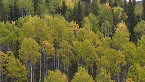 Exploring-the-Beauty-of-Trembling-Aspen-Trees-with-Yellow-Leaves-Fluttering-in-the-Breeze-along-Coquihalla-Highway,-British-Columbia:-An-Alluring-70mm-Drone-Zoom-Composition