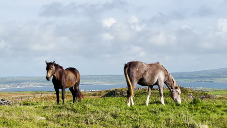 A-brown-Irish-horse-sleeps-while-another-grazes-at-the-Cliffs-of-Moher-in-western-Ireland-on-a-cloudy-day